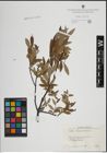 Foto von Salix lapponum L.